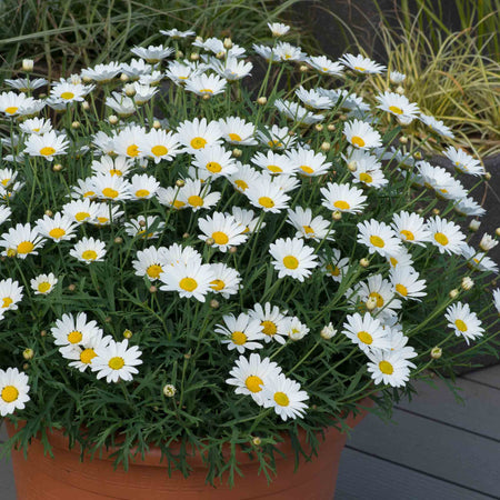 Argyranthemum Plant 'Everest'