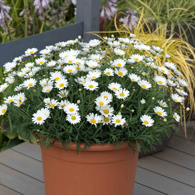 Argyranthemum Plant Collection