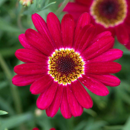 Argyranthemum Plant Collection