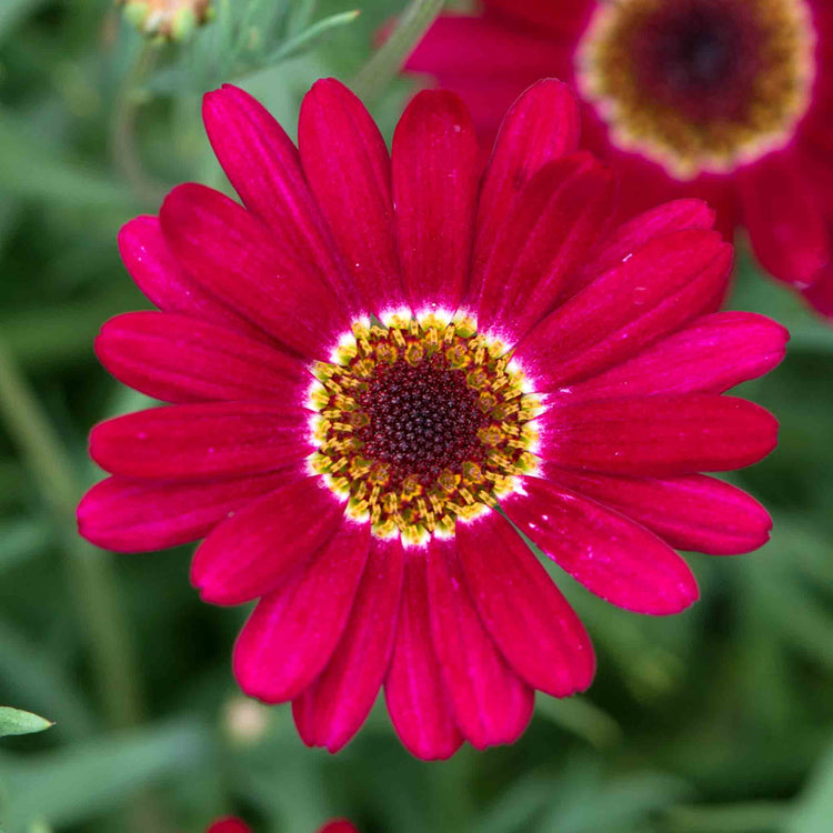 Argyranthemum Plant Collection