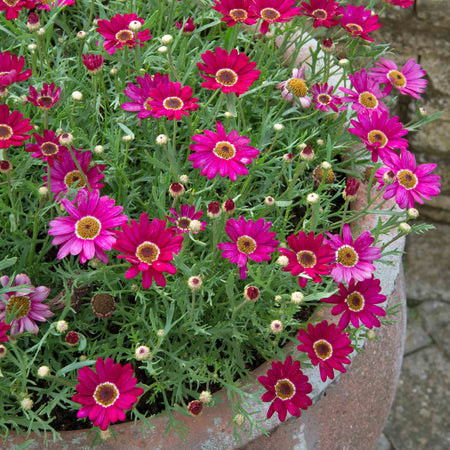 Argyranthemum Plant Collection