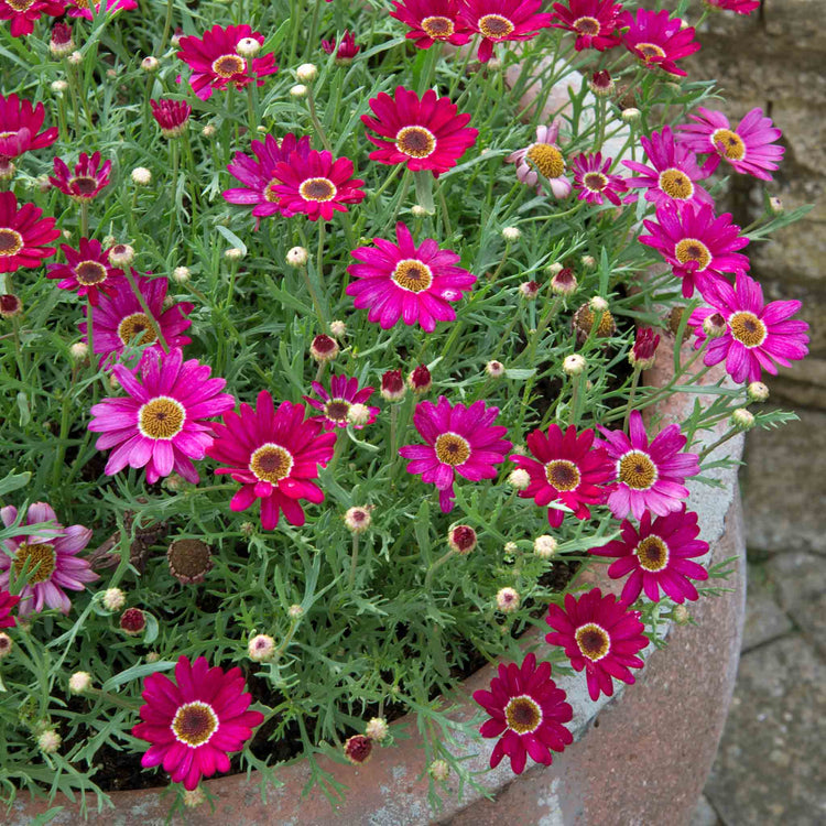 Argyranthemum Plant Collection