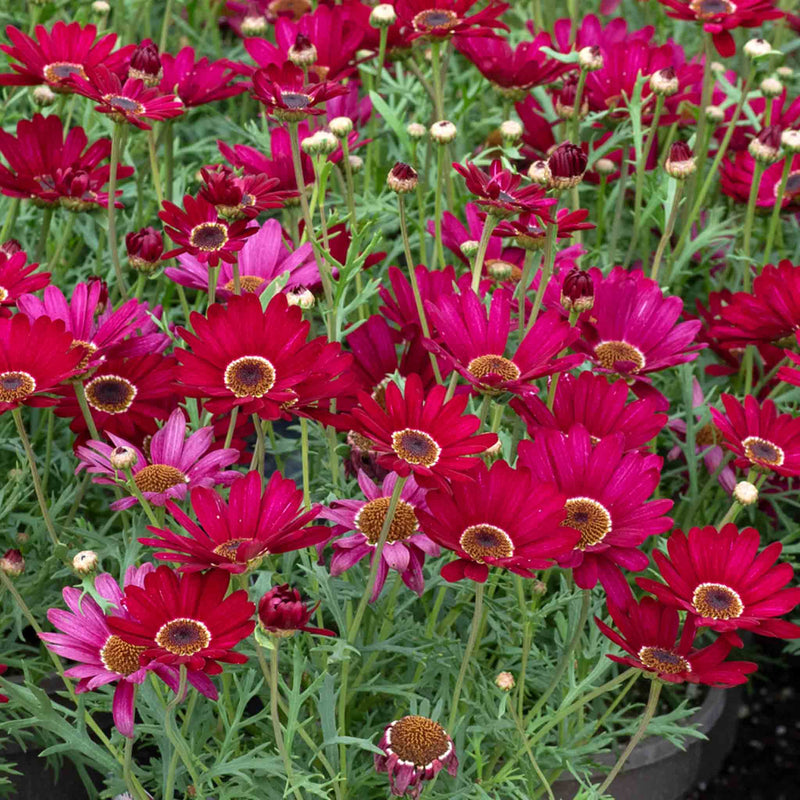 Argyranthemum 'Grandaisy Deep Red'