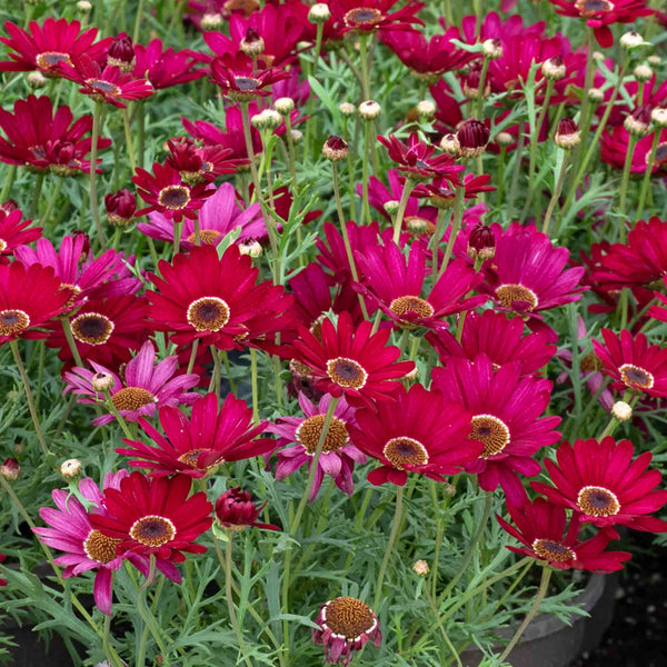 Argyranthemum Plant 'Grandaisy Deep Red'