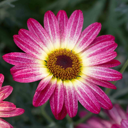 Argyranthemum Plant Collection