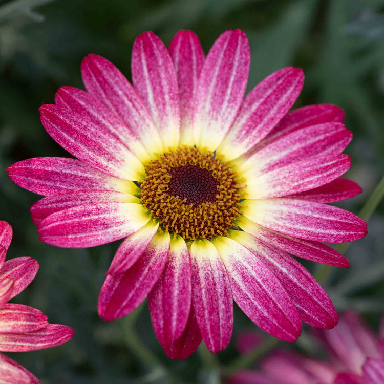 Argyranthemum Plant Collection