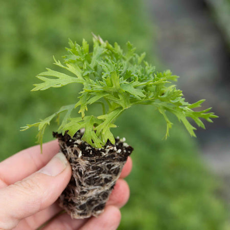 Argyranthemum Plant 'Everest'