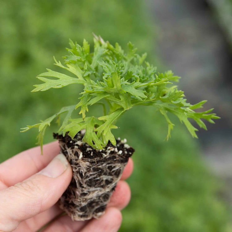 Argyranthemum Plant 'Everest'