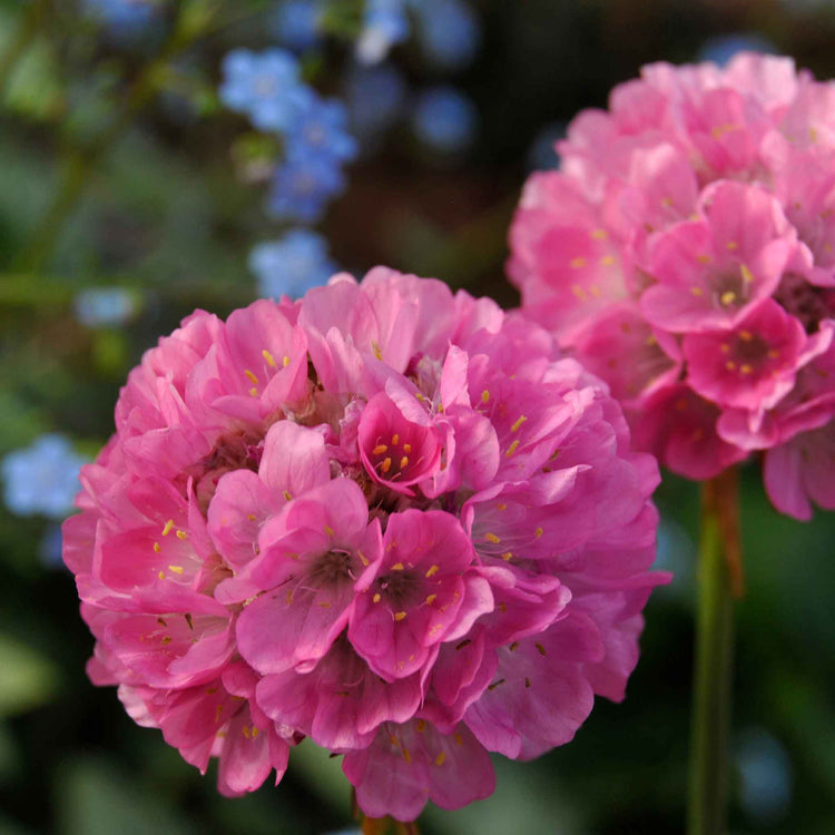 Armeria 'Dreameria Daydream'