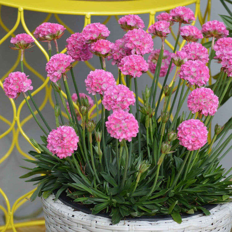 Armeria 'Dreameria Daydream'