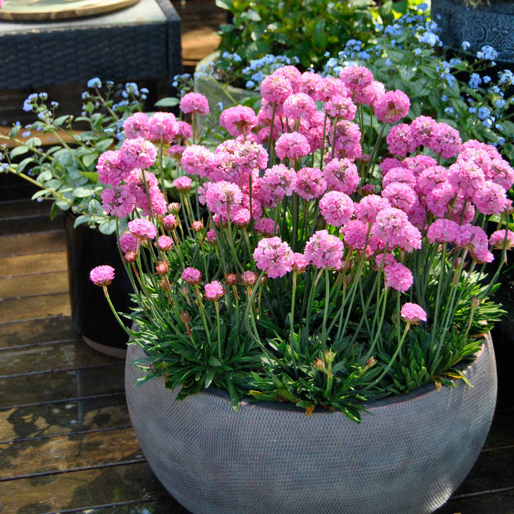 Armeria 'Dreameria Daydream'
