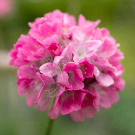 Armeria 'Dreameria Daydream'