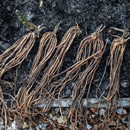 Asparagus Crown 'Gijnlim'