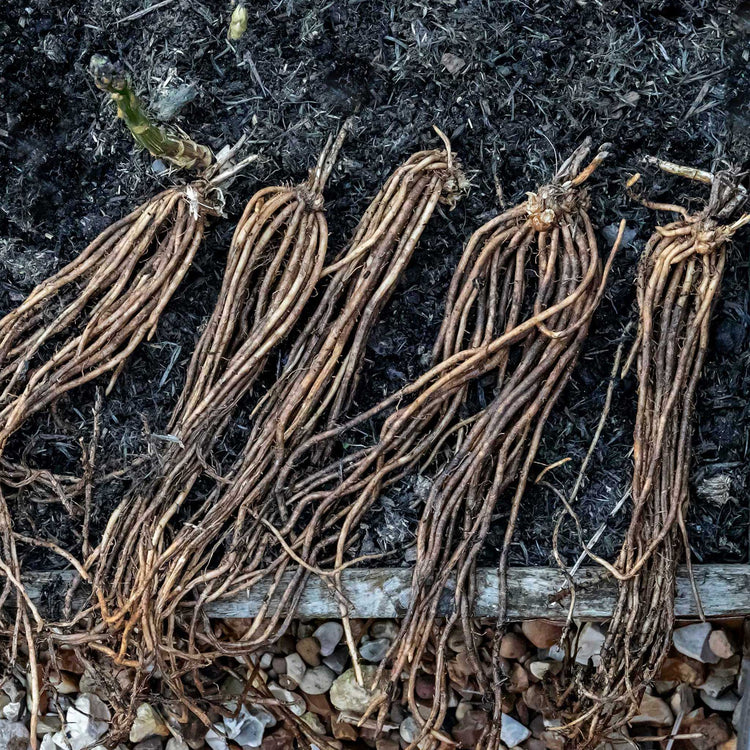 Asparagus Crown 'Gijnlim'