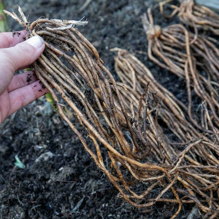 Asparagus Crown 'Erasmus'