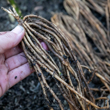 Asparagus Crown 'Chefs' Choice Collection
