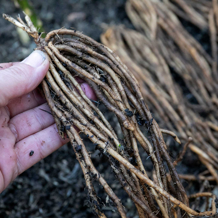 Asparagus Crown 'Chefs' Choice Collection