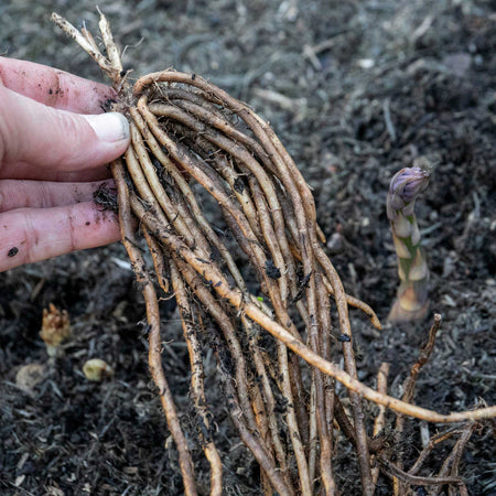 Asparagus Crown 'Gijnlim'