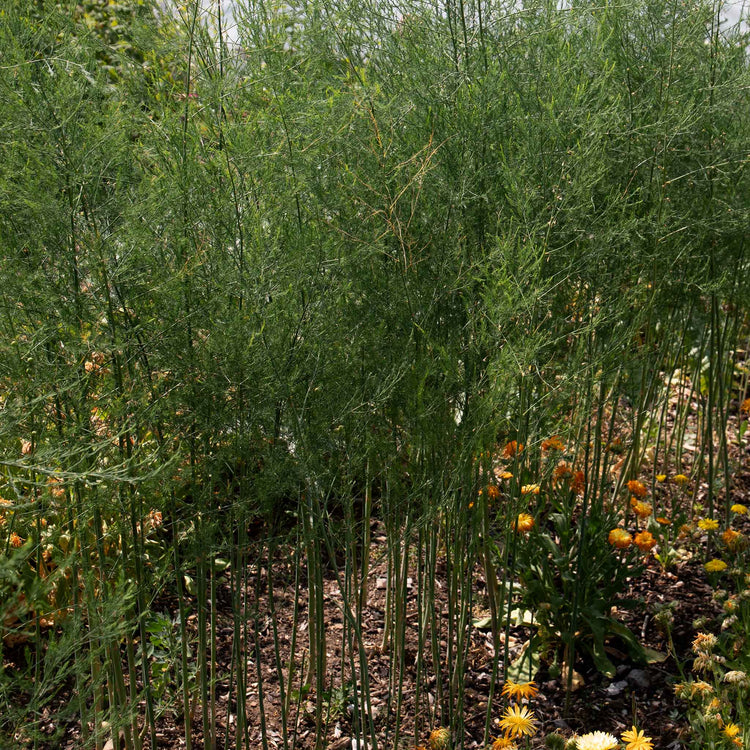 Asparagus Crowns 'Aspalim'