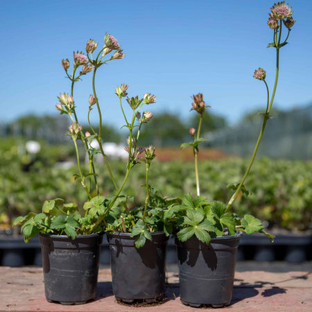 Astrantia 'Buckland'