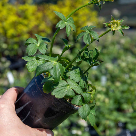 Astrantia 'Buckland'
