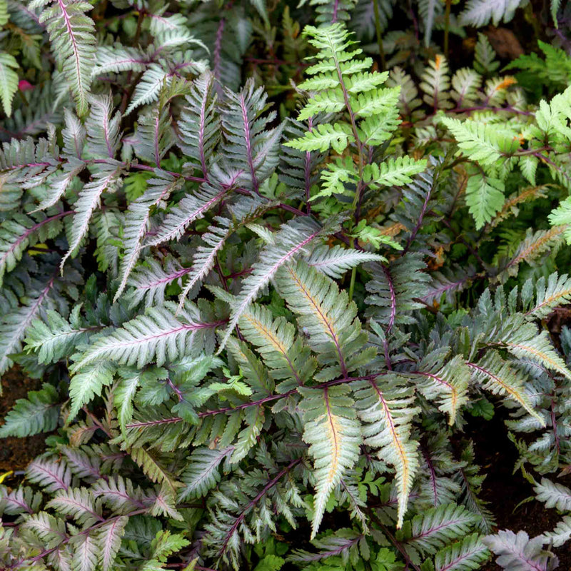 Athyrium Plant 'Niponicum Metallicum'