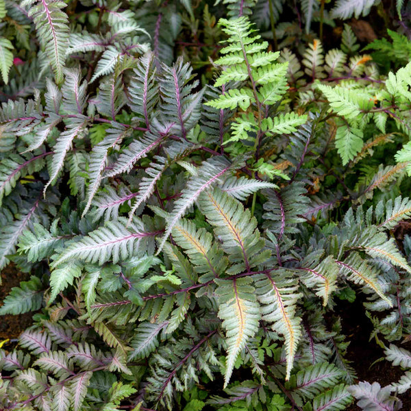 Athyrium Plant 'Niponicum Metallicum'