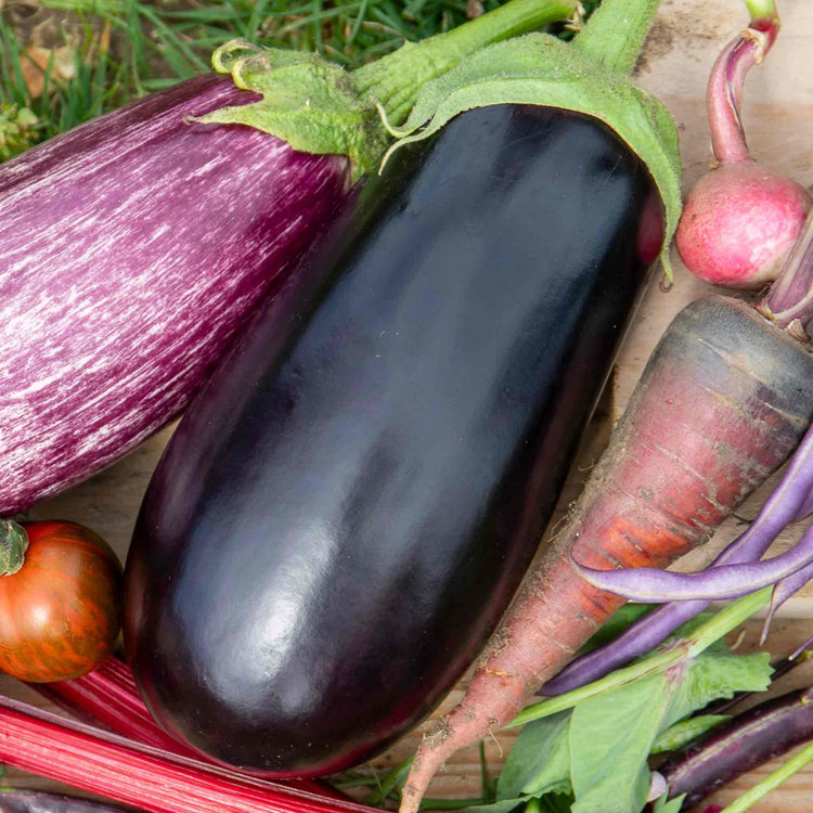 Grafted Aubergine Plant 'Moneymaker'