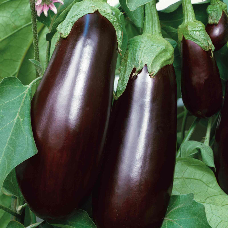 Grafted Aubergine 'Long Purple'