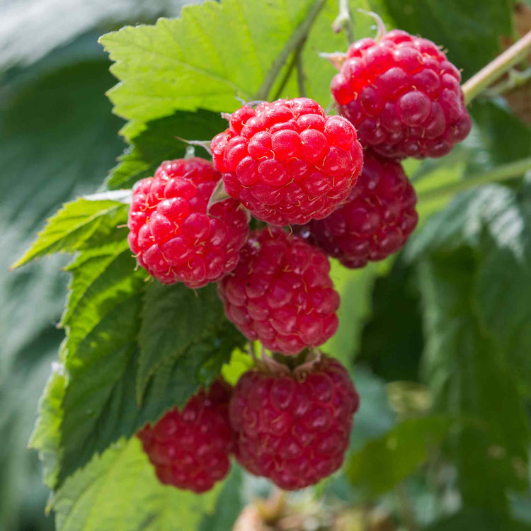 Raspberry Plant 'Autumn Bliss'