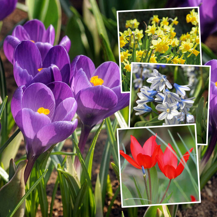 Autumn Bulbs Value Collection