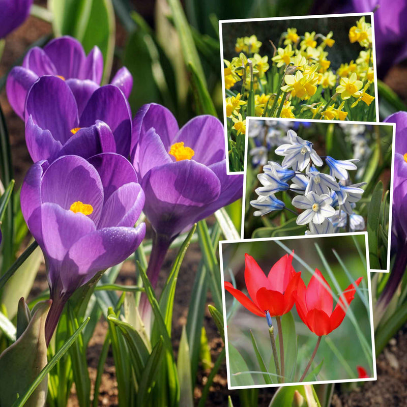 Autumn Bulbs Value Collection