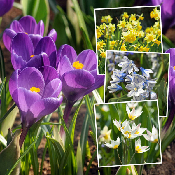 Autumn Bulbs Saver Bundle