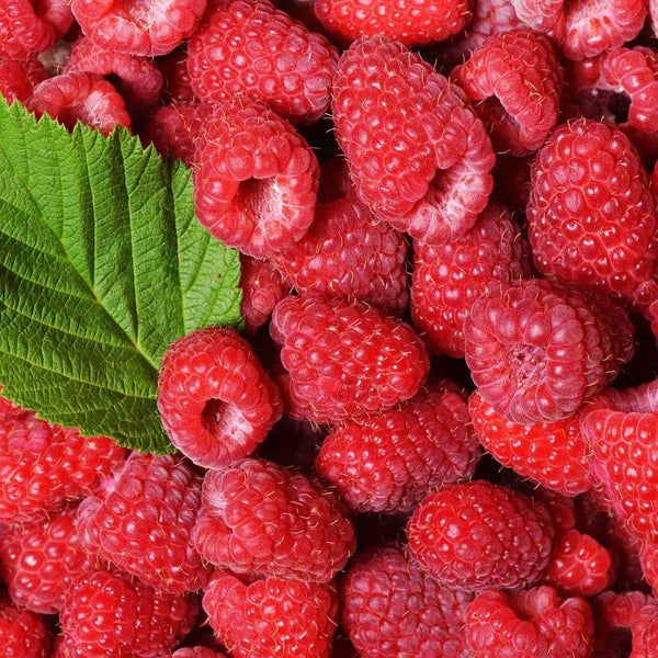 Thornless Raspberry 'Autumn Treasure'