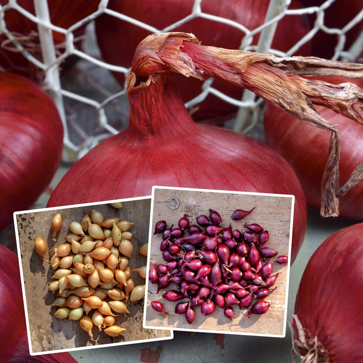 Autumn Planting Onions Red Baron & Senshyu Yellow