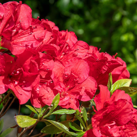 Azalea 'Encore Autumn Fire'