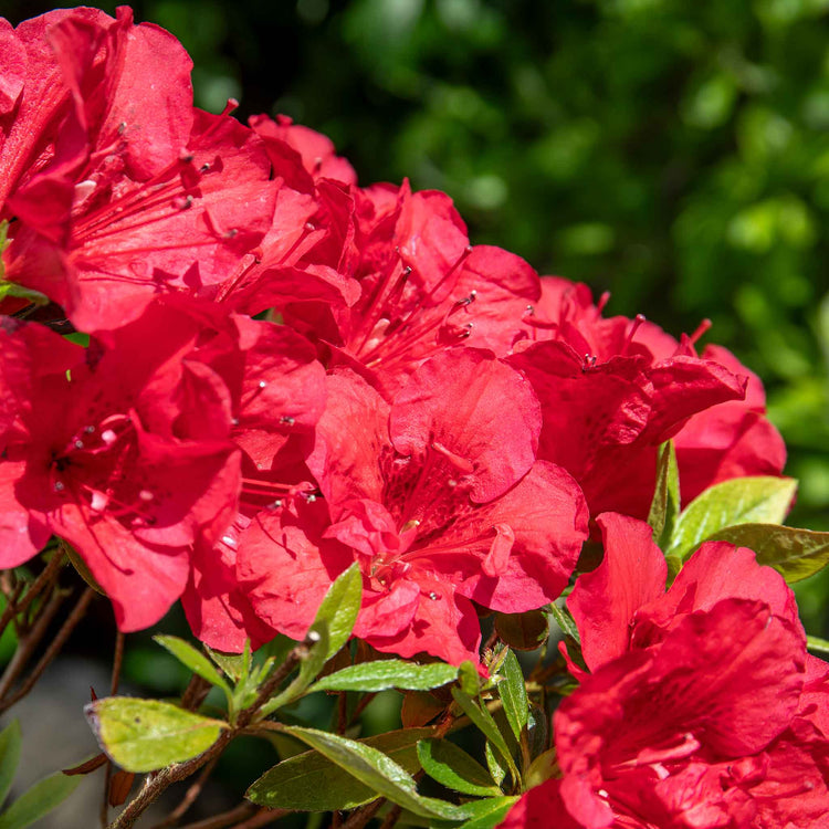 Azalea 'Encore Autumn Fire'