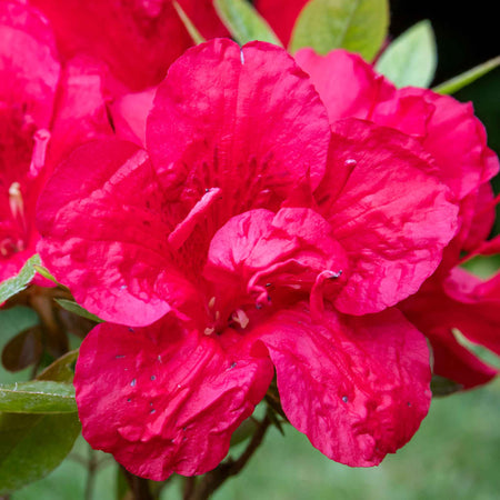 Azalea 'Encore Autumn Fire'