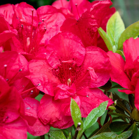 Azalea 'Encore Autumn Fire'