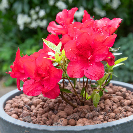 Azalea 'Encore Autumn Fire'