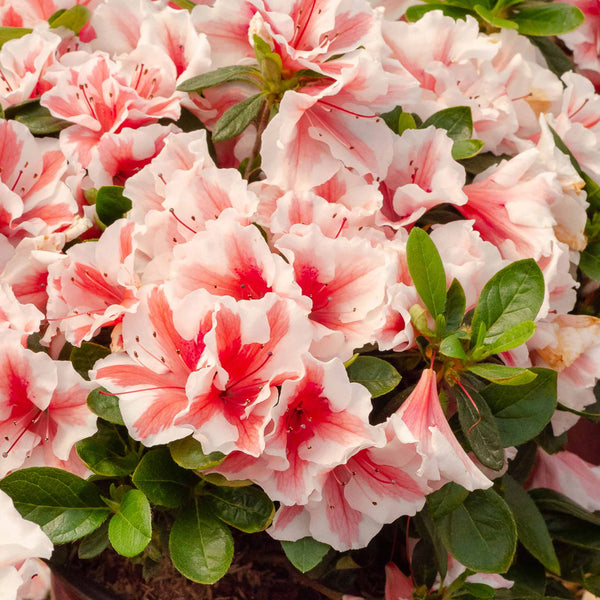 Azalea Encore 'Autumn Starburst'