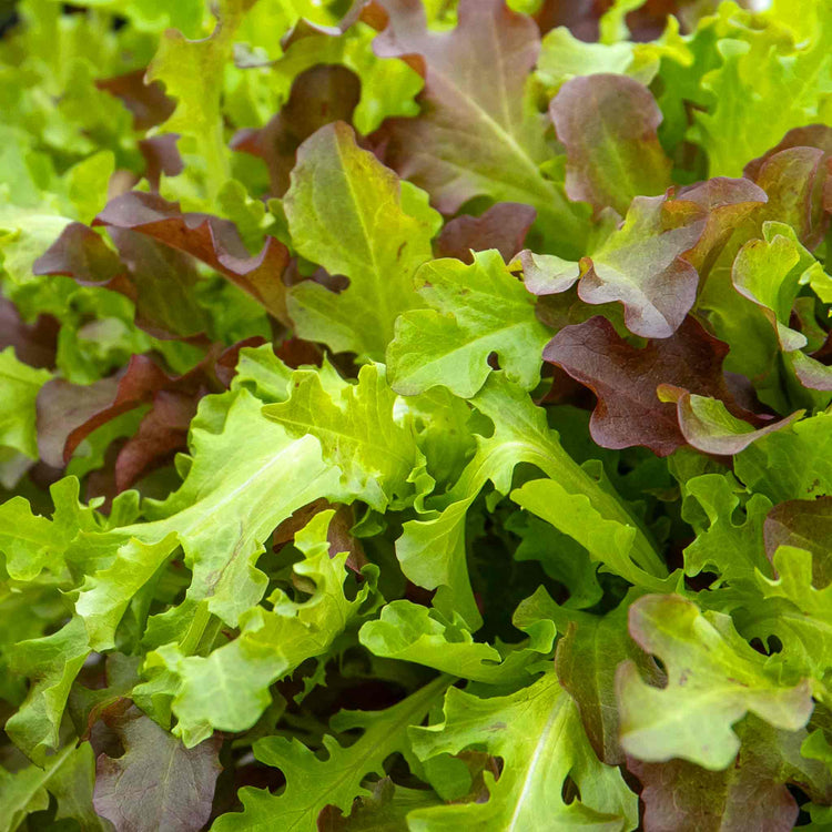 Salad Leaves Seeds 'Salad Bowl'