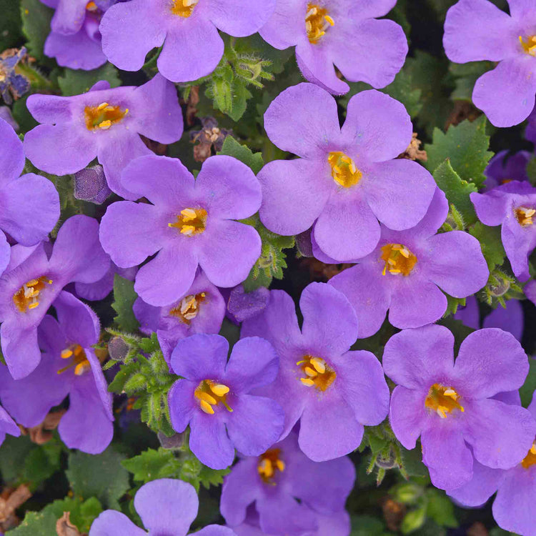 Bacopa Plant 'Megacopa Blue'