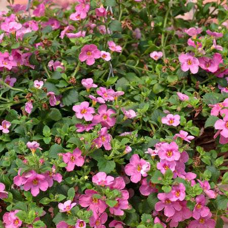 Bacopa Plant 'Megacopa Pink'