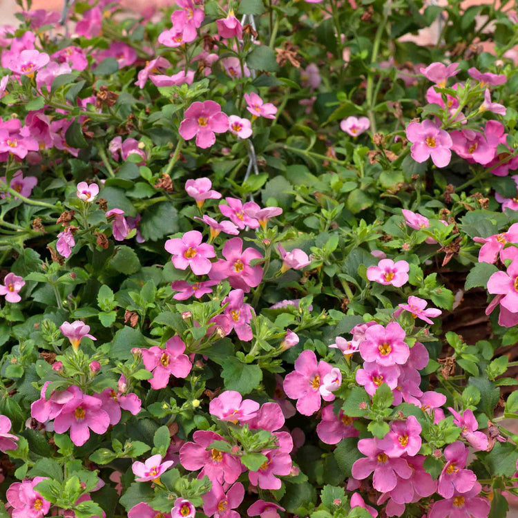 Bacopa Plant 'Megacopa Pink'