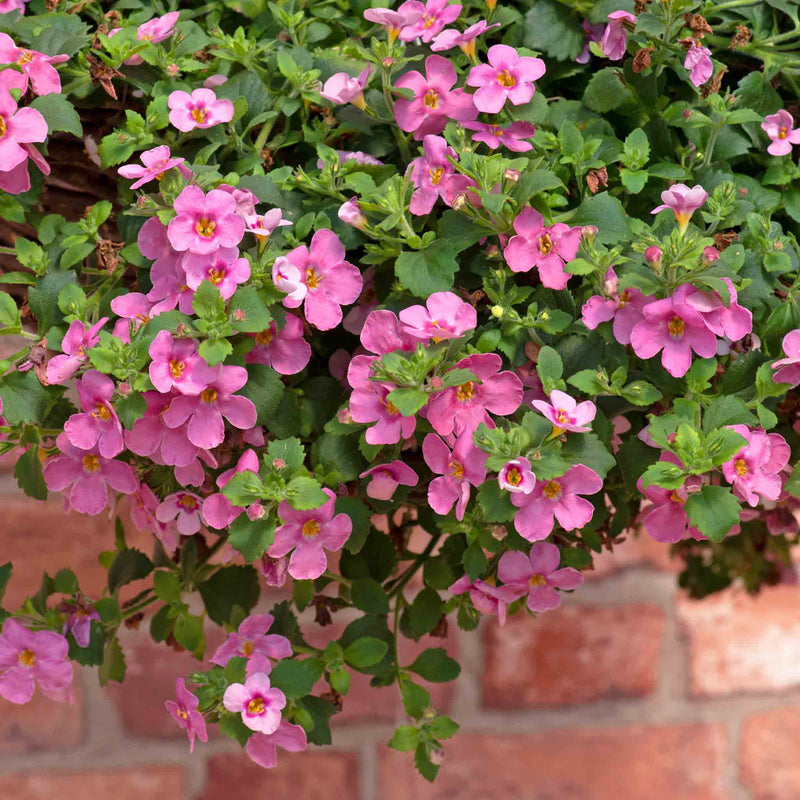 Bacopa Plant 'Megacopa Pink'
