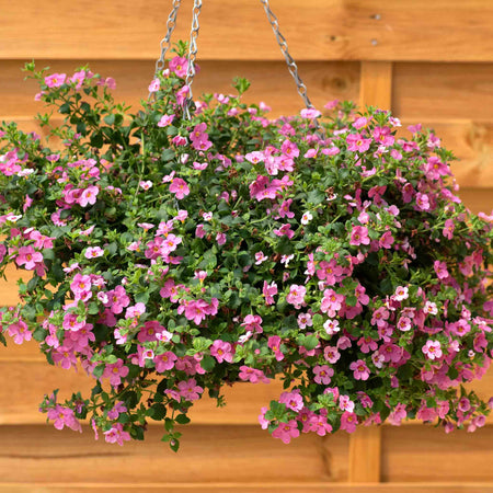 Bacopa Plant 'Megacopa Pink'
