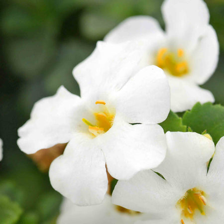 Bacopa Plant 'Megacopa White'