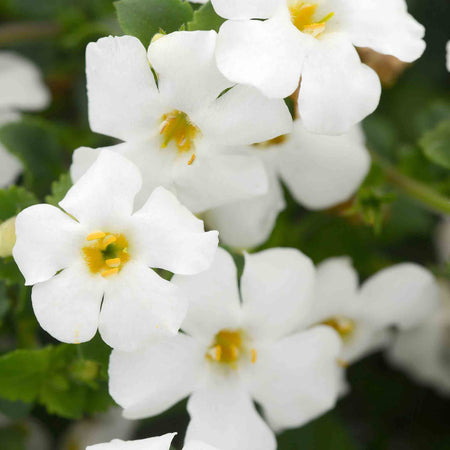 Bacopa Plant 'Megacopa White'