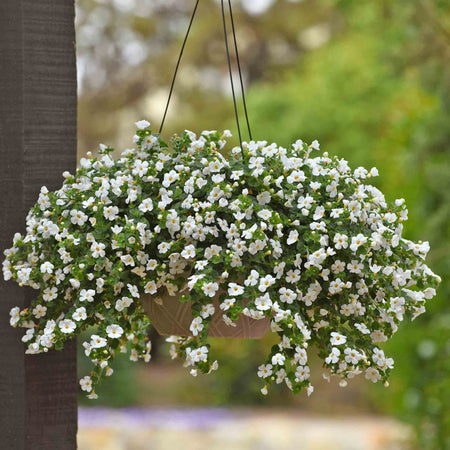 Bacopa Plant 'Megacopa White'